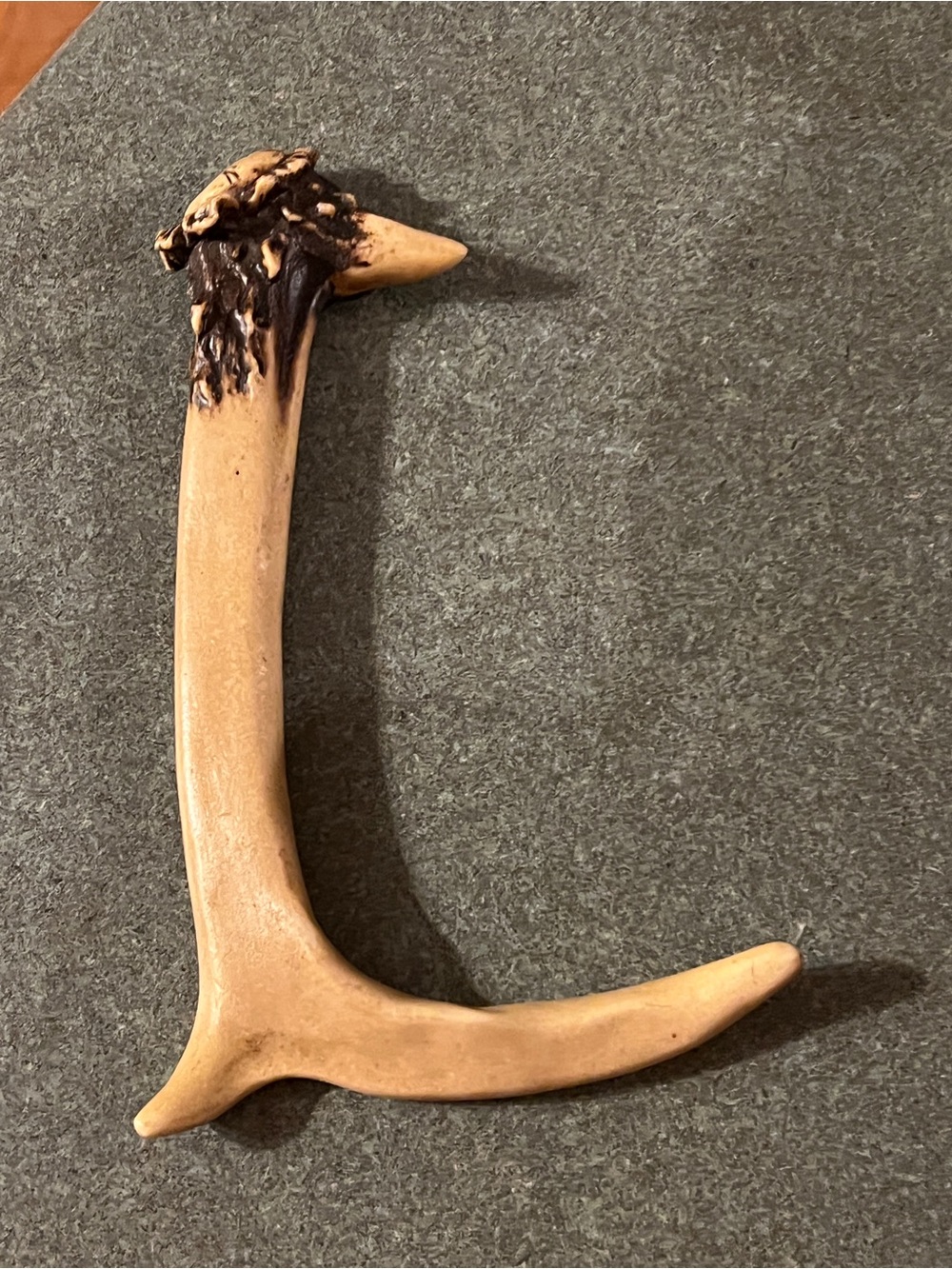 Decorative Antler Accent in Natural Tan